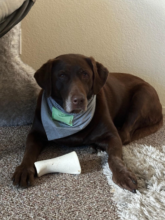 The Secret to a Happy Pup: Our Handmade Bandanas - Bandanas by Fenja