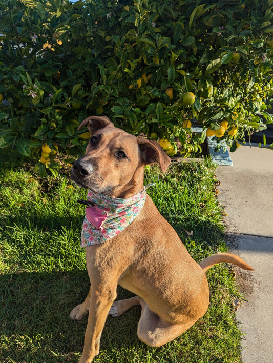 Tips on how your pup should wear a dog bandana - Bandanas by Fenja