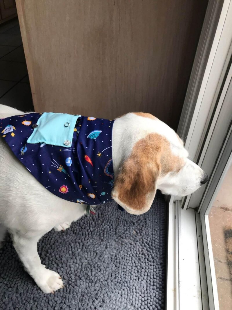 M/L Dog Bandanas - Customer/Model Orvis - Bandanas by Fenja